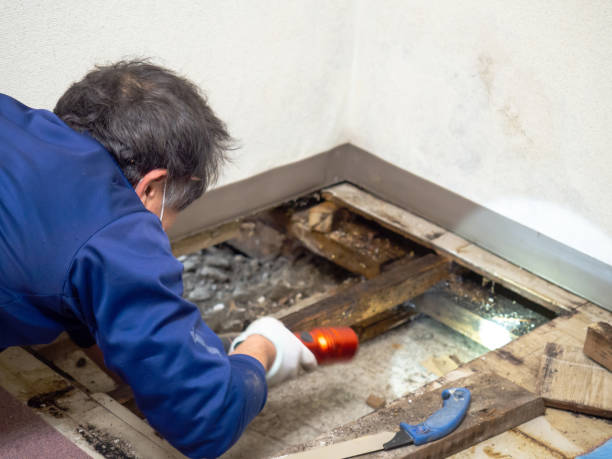 Best Mold Damage Repair  in Greenville, NY