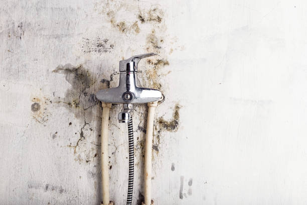 Best Black Mold Removal  in Greenville, NY