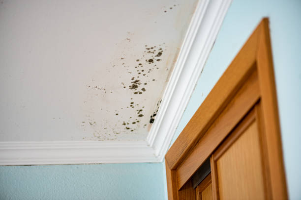 Attic Mold Removal in Greenville, NY