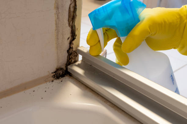 Best Attic Mold Removal  in Greenville, NY