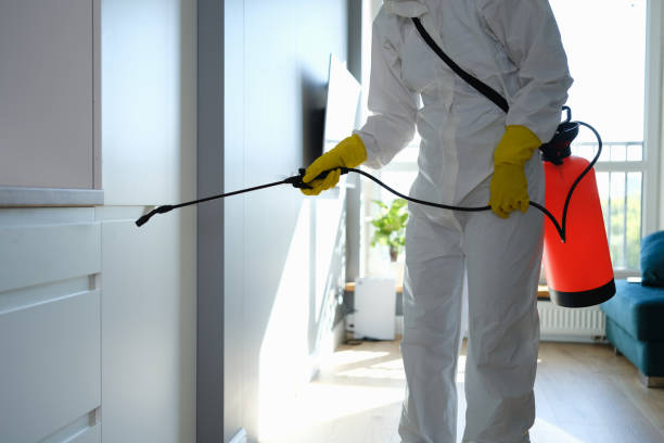 Best Local Mold Removal Service  in Greenville, NY