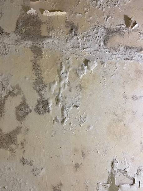 Best Commercial Mold Removal  in Greenville, NY