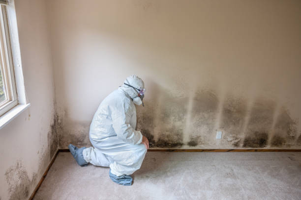 Best Attic Mold Removal  in Greenville, NY