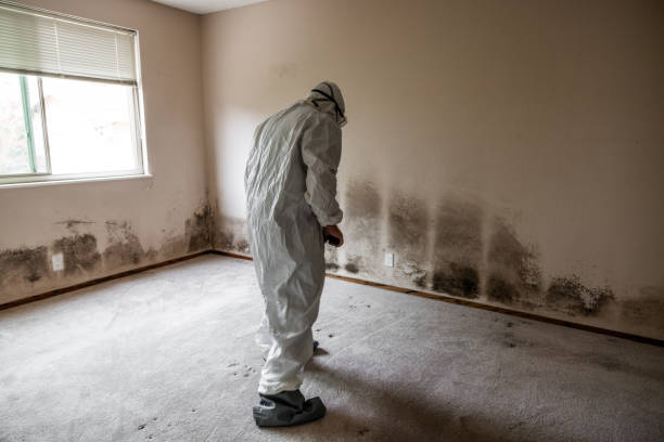 Best Residential Mold Removal  in Greenville, NY