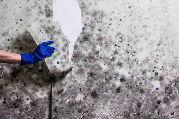 Mold Testing and Removal in Greenville, NY