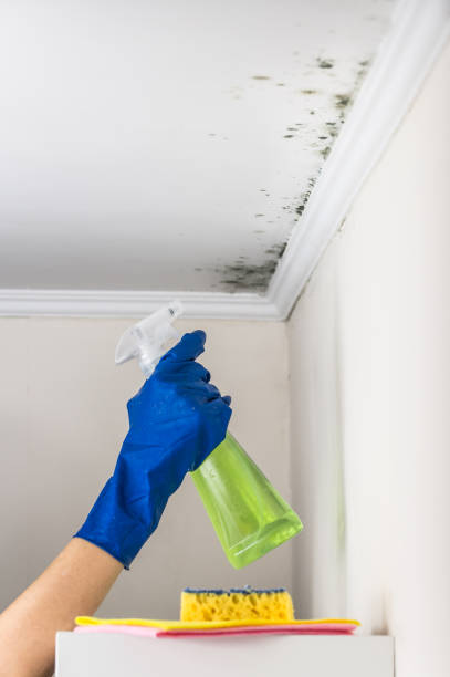 Best Certified Mold Removal  in Greenville, NY